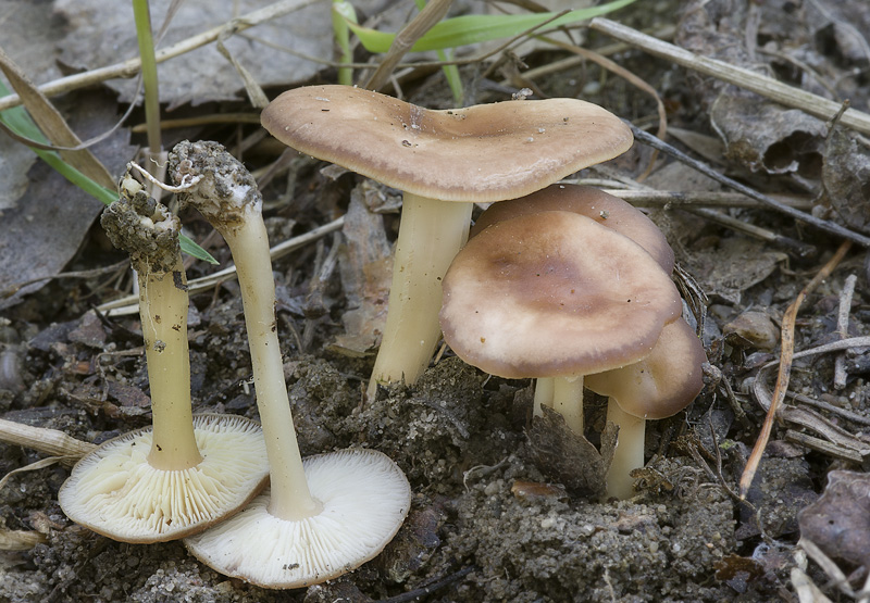 Gymnopus ocior